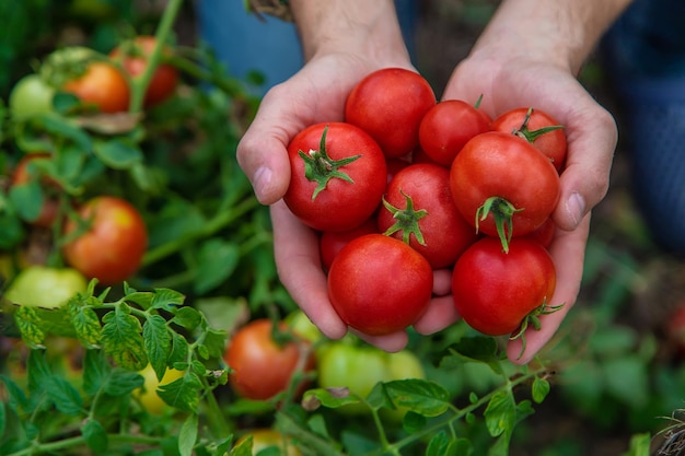 Un contadino raccoglie pomodori in giardino. Messa a fuoco selettiva.