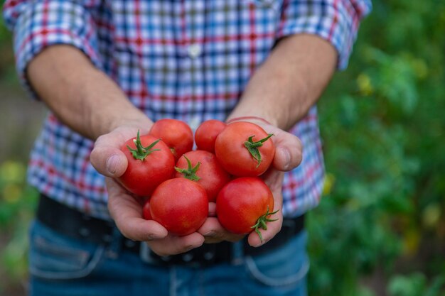 Un contadino raccoglie pomodori in giardino. Messa a fuoco selettiva.