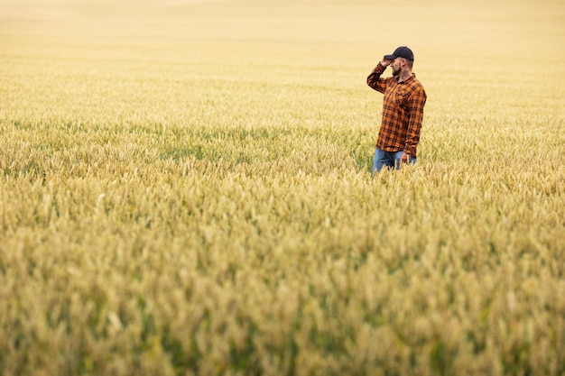 Un contadino si trova nel mezzo di un campo di grano dorato e ispeziona le spighe di grano.