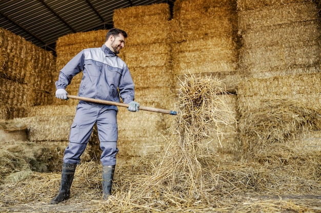 Un contadino sorridente che prepara il fieno per l'alimentazione del bestiame in fattoria