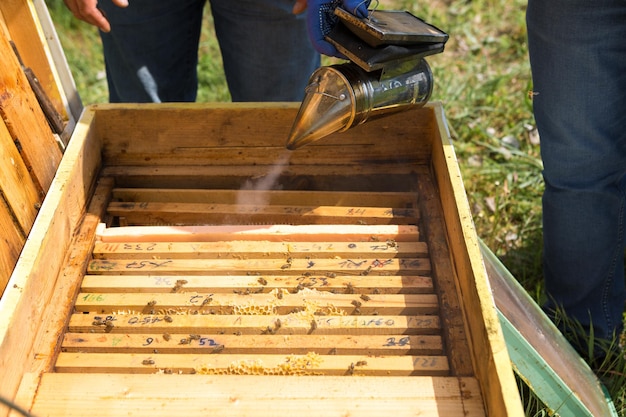 Un contadino su un apiario di api tiene cornici con favi di cera Preparazione pianificata per la raccolta del miele