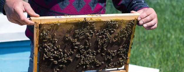 Un contadino su un apiario di api tiene cornici con favi di cera Preparazione pianificata per la raccolta del miele