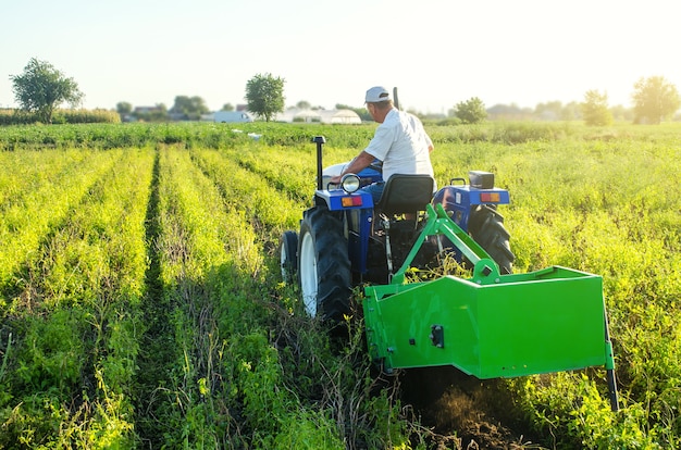 Un contadino su un trattore attraversa il campo e scava patate. Estrarre gli ortaggi a radice in superficie