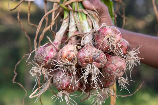 Un contadino tiene in mano un grappolo di cipolle rosse nel campo durante la stagione della raccolta