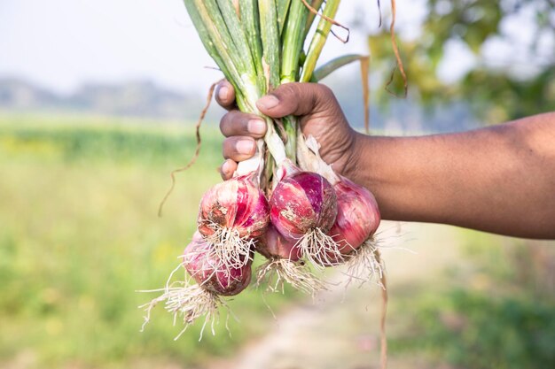 Un contadino tiene in mano un grappolo di cipolle rosse nel campo durante la stagione della raccolta