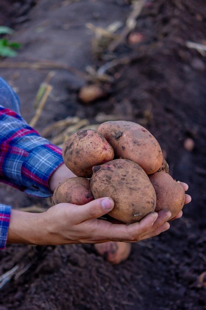 Un contadino tiene in mano un raccolto di patate appena raccolto