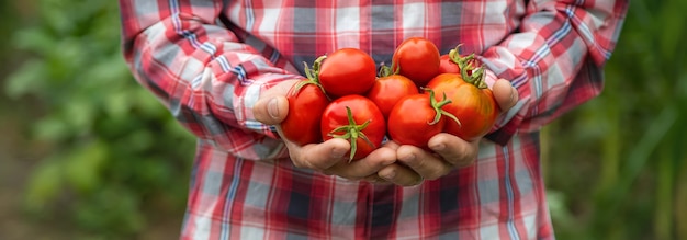 Un contadino tiene in mano un raccolto di pomodori. Messa a fuoco selettiva. natura.