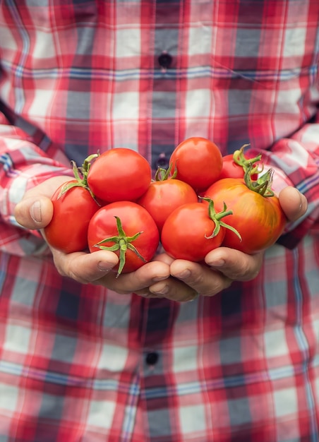 Un contadino tiene in mano un raccolto di pomodori. Messa a fuoco selettiva. natura.