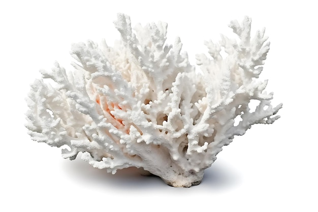 Un corallo bianco isolato su uno sfondo bianco