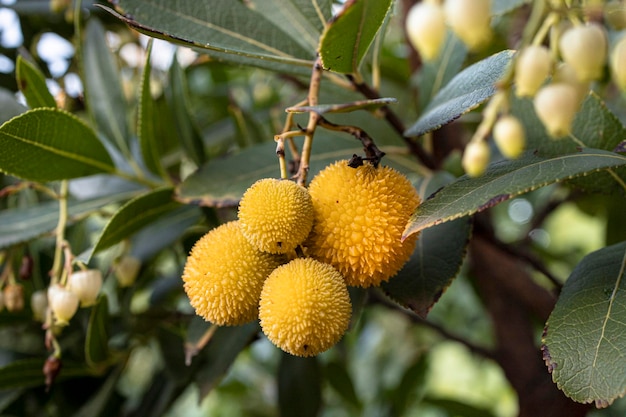 Un corbezzolo con frutti Corbezzoli che maturano sull'albero