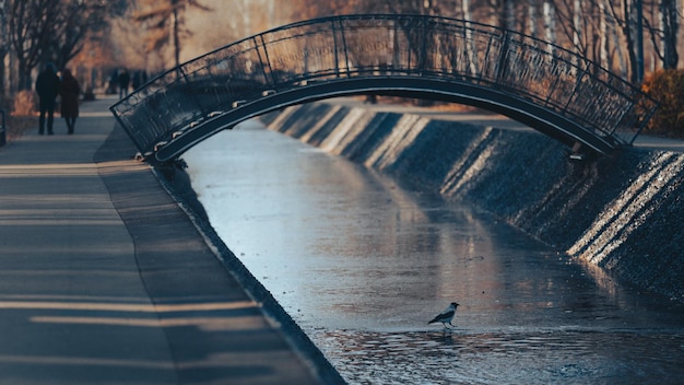 Un corvo cammina sull'acqua ghiacciata Fiume e ponte ghiacciati Parco autunnale