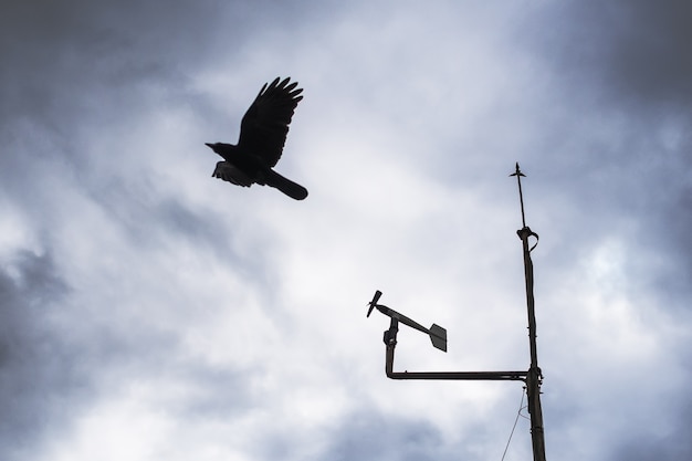 Un corvo che vola al cielo nuvoloso dagli strumenti della stazione meteorologica.