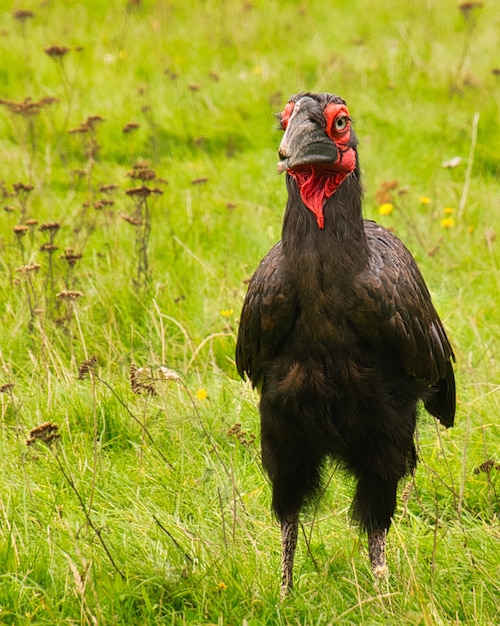 Un corvo cornuto africano a Marlow Bird Park