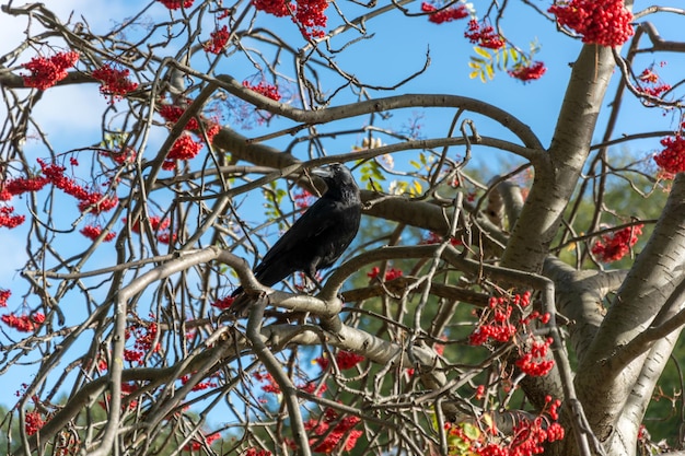 Un corvo corvo in un sorbo pieno di bacche