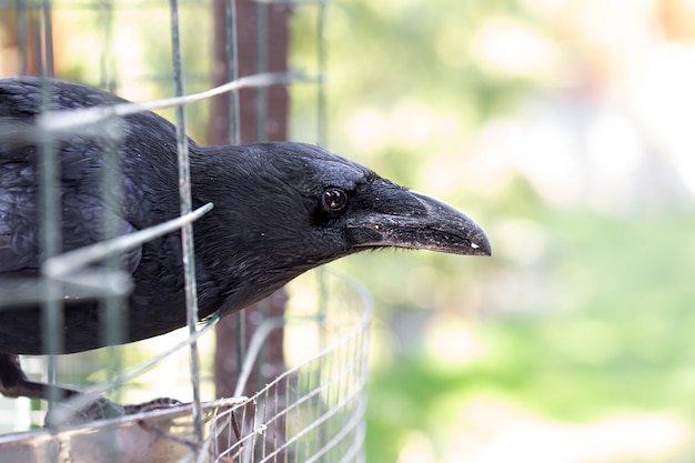 Un corvo domestico guardò da vicino dalla sua gabbia.