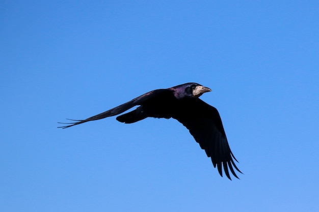 Un corvo nero in volo