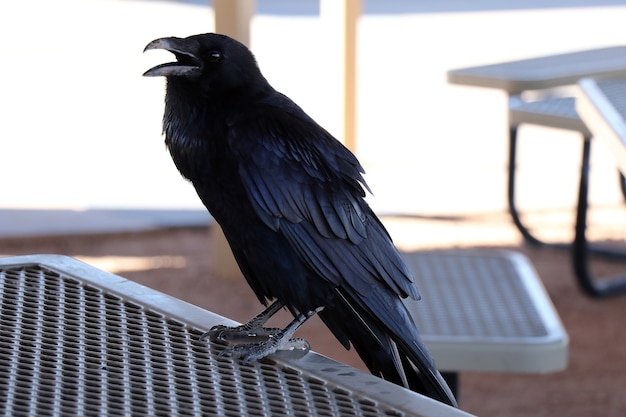 Un corvo nero siede su una guida di metallo. Corvo. Uccello