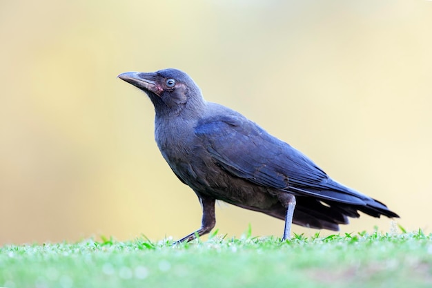 Un corvo seduto da solo in primo piano Girato in GOA