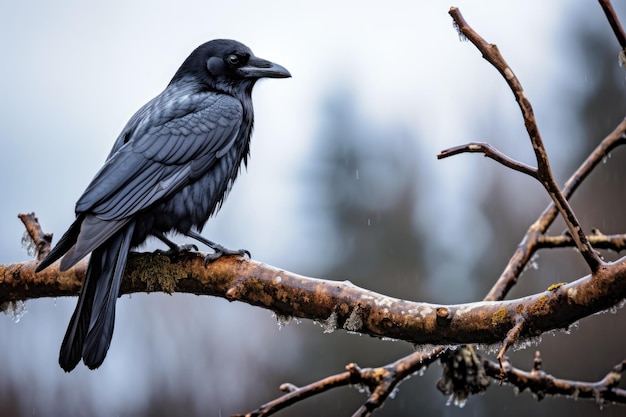 Un corvo si appollaiò minacciosamente su un ramo