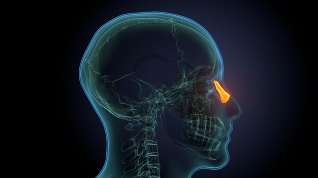 un cranio con una macchia gialla sulla testa