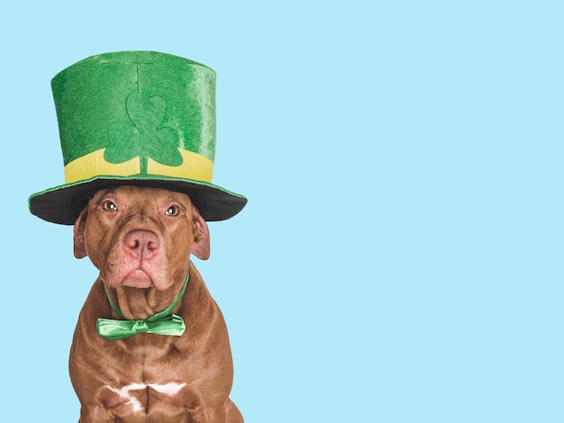 Un cucciolo adorabile e un cappello verde brillante