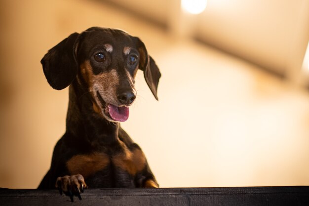 Un cucciolo che guarda fuori dalla finestra