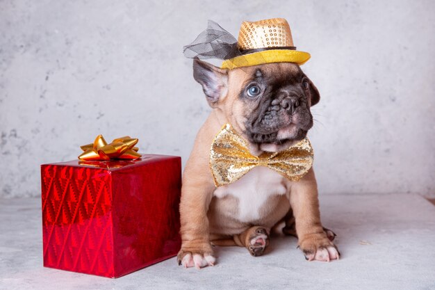 Un cucciolo di bulldog francese con un regalo su sfondo grigio