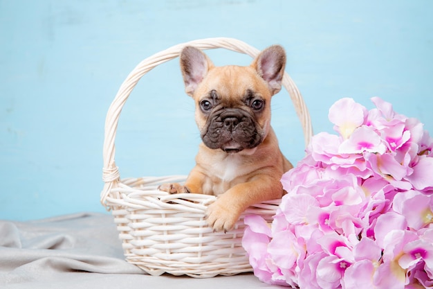 Un cucciolo di bulldog francese in un cesto su sfondo blu con fiori di primavera