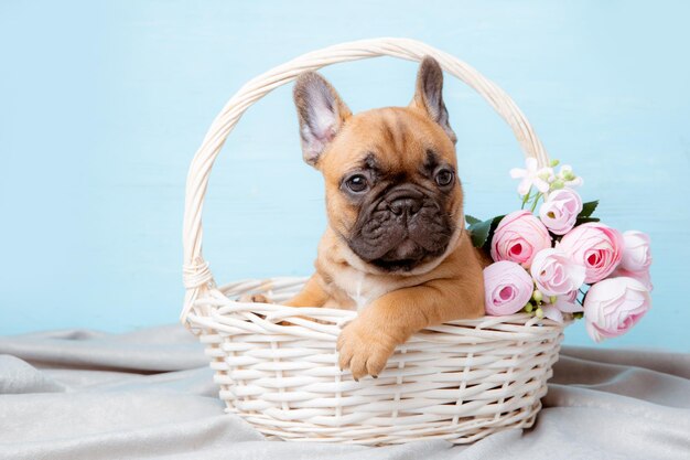 Un cucciolo di bulldog francese in un cesto su sfondo blu con fiori di primavera