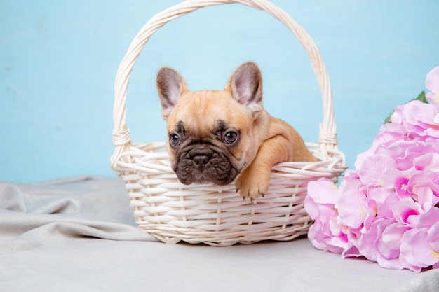 Un cucciolo di bulldog francese in un cesto su sfondo blu con fiori di primavera