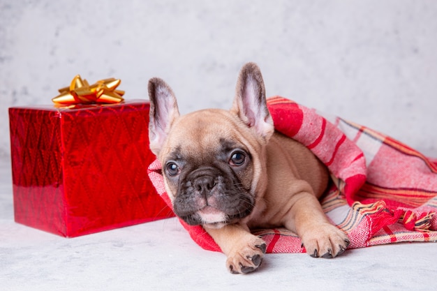 un cucciolo di bulldog francese in una coperta a casa