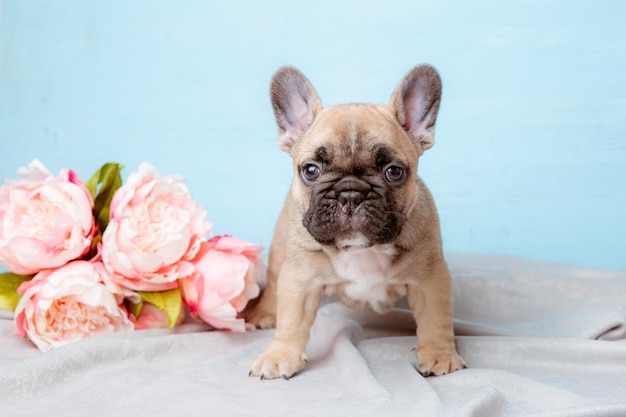 Un cucciolo di bulldog francese su sfondo blu