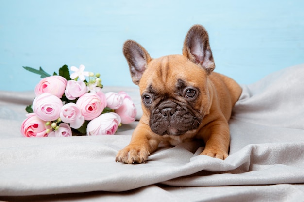 Un cucciolo di bulldog francese su sfondo blu