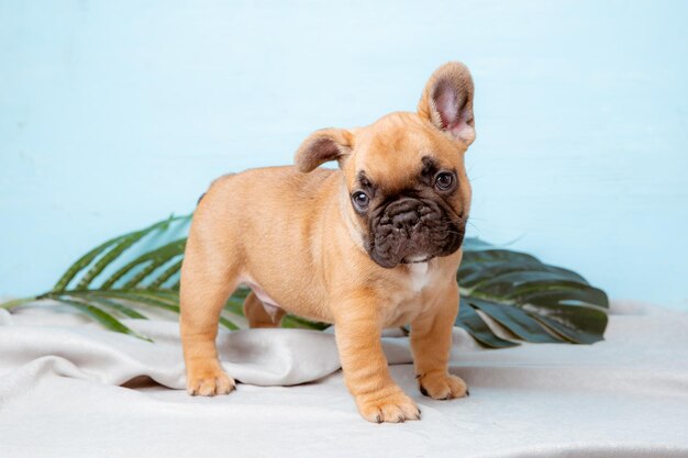 Un cucciolo di bulldog francese su sfondo blu