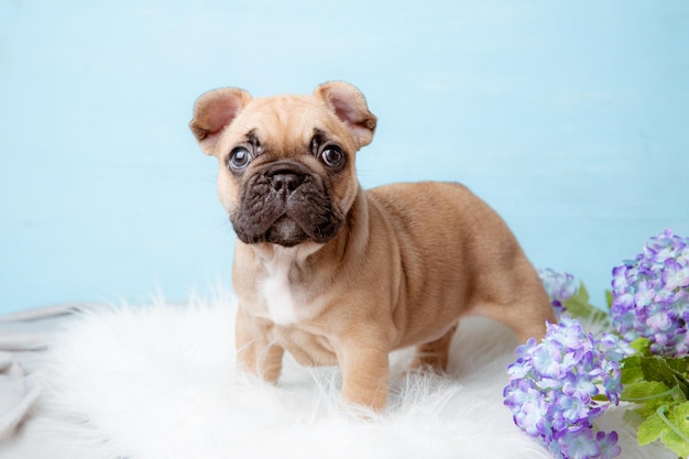 Un cucciolo di bulldog francese su sfondo blu