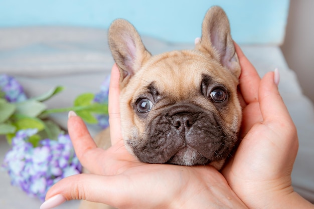 Un cucciolo di bulldog francese su sfondo blu