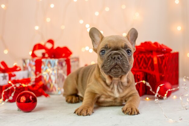 Un cucciolo di bulldog francese sullo sfondo di un nuovo anno, con regali