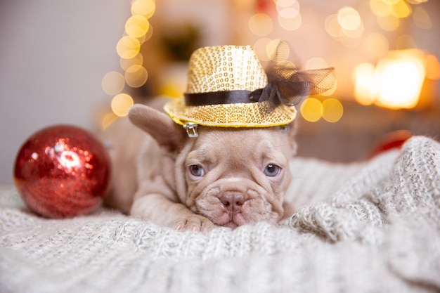 Un cucciolo di bulldog francese sullo sfondo di un nuovo anno simpatici animali domestici