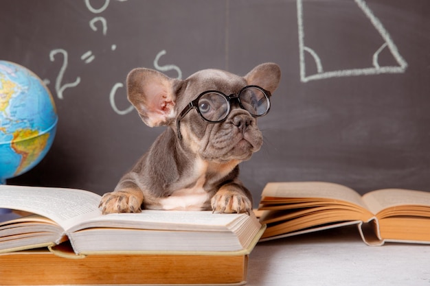 Un cucciolo di bulldog francese sullo sfondo di una lavagna con occhiali e libri