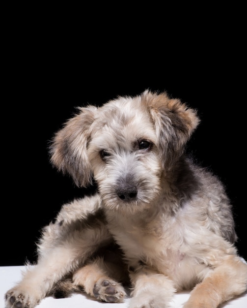 Un cucciolo di cane bastardo su sfondo nero. girato in studio