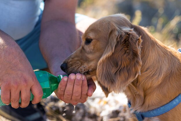 Un cucciolo di cocker spaniel rosso beve l'acqua da una bottiglia Il proprietario dà acqua al suo animale domestico Primo piano