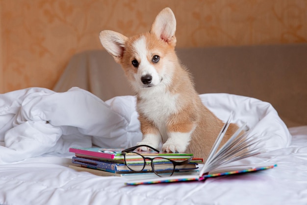 Un cucciolo di corgi con gli occhiali legge libri in camera da letto