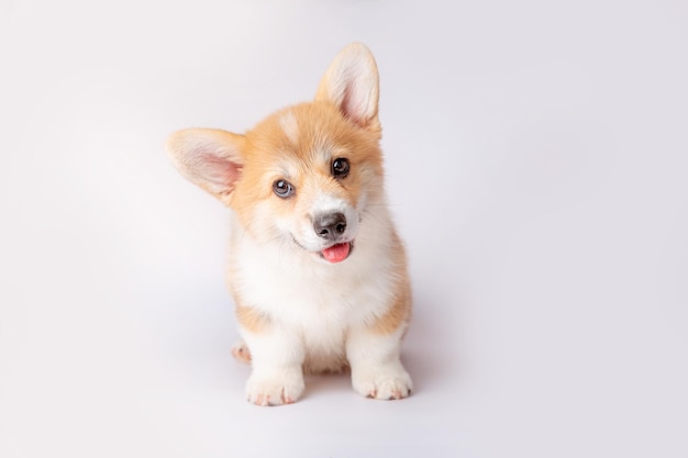 Un cucciolo di corgi è isolato su uno sfondo bianco