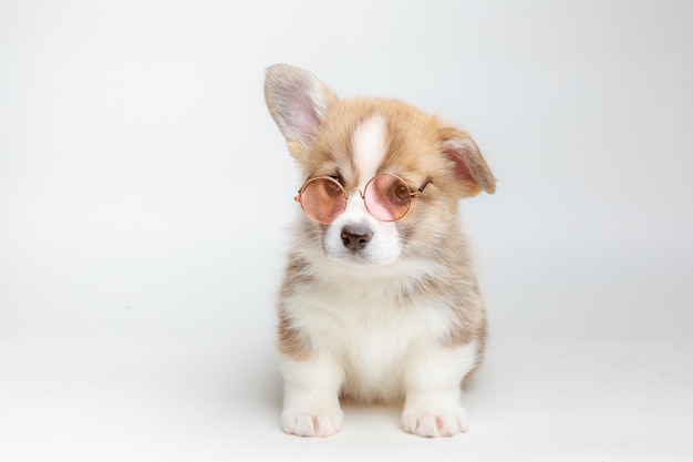 Un cucciolo di corgi gallese dentro