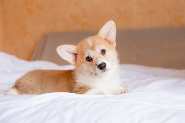 Un cucciolo di corgi gallese è sdraiato sul letto