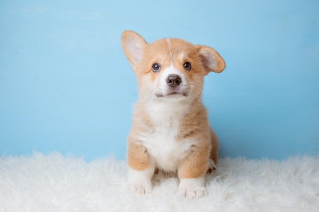 Un cucciolo di corgi gallese in occhiali da sole si siede su uno sfondo blu