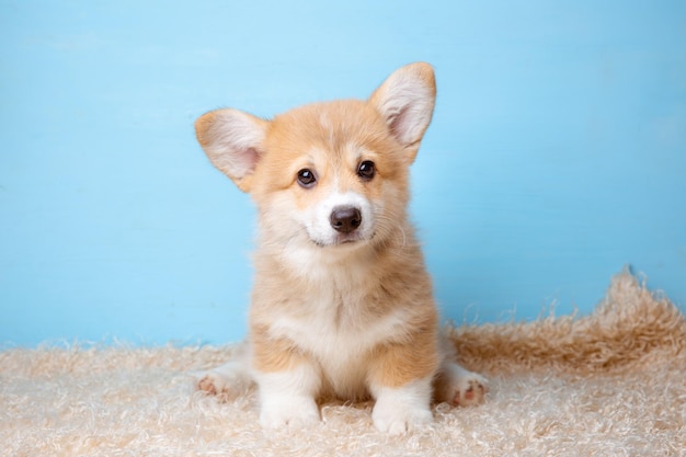 Un cucciolo di corgi gallese si siede su uno sfondo blu