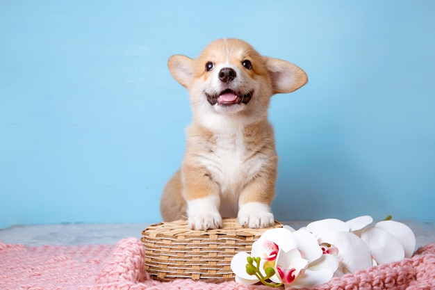 Un cucciolo di corgi gallese si siede su uno sfondo blu