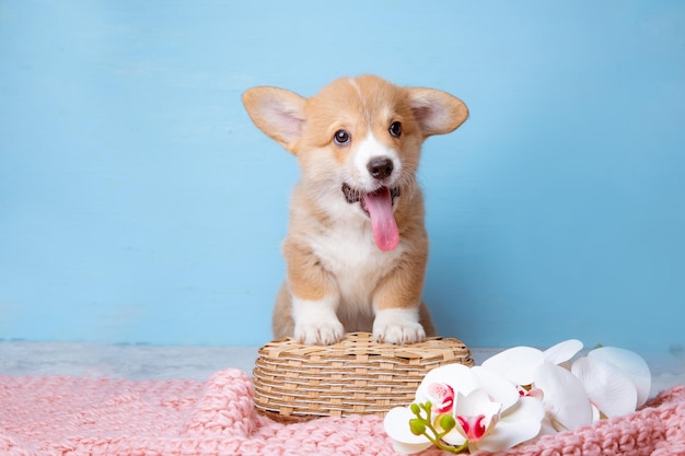 Un cucciolo di corgi gallese si siede su uno sfondo blu