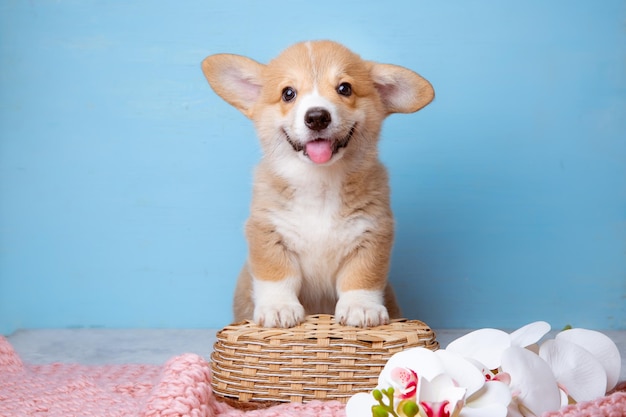 Un cucciolo di corgi gallese si siede su uno sfondo blu